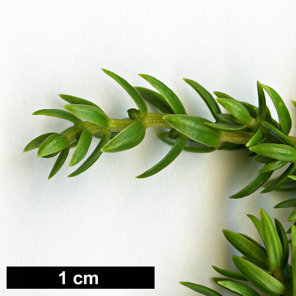 High resolution image: Family: Cupressaceae - Genus: Juniperus - Taxon: brevifolia